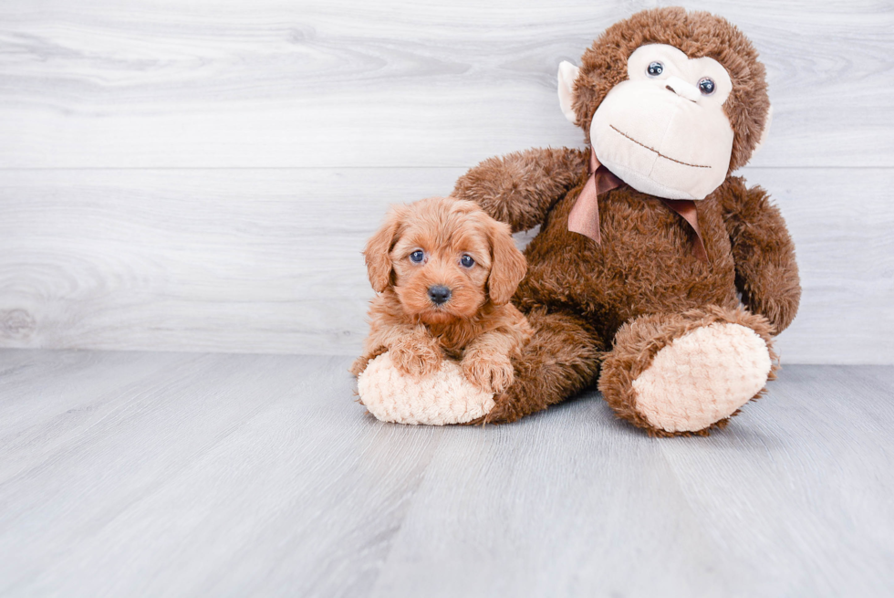 Playful Cavoodle Poodle Mix Puppy