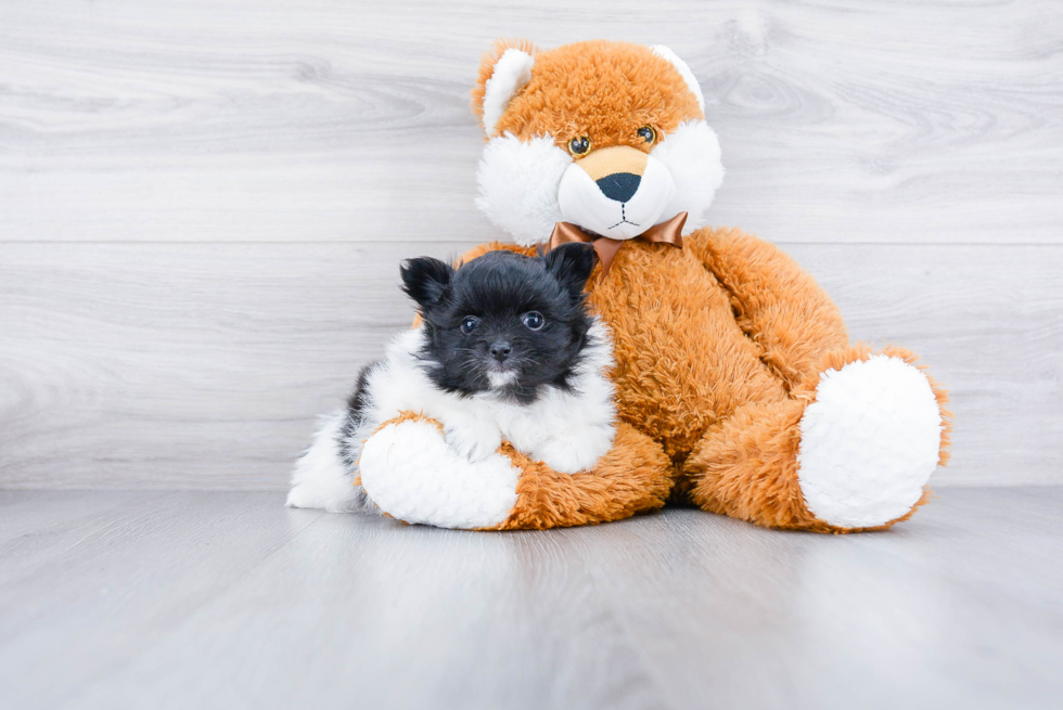 Fluffy Pomeranian Purebred Puppy