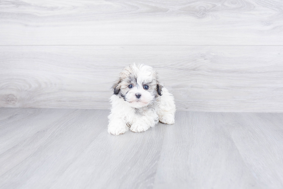 Havanese Puppy for Adoption