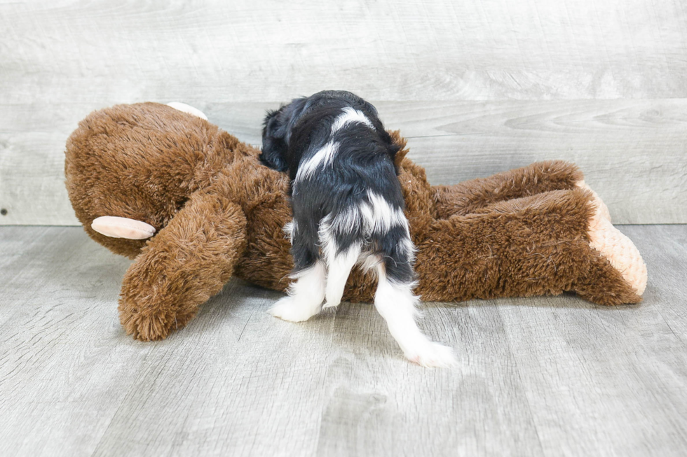 Best Cavalier King Charles Spaniel Baby