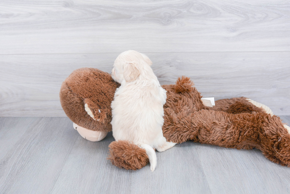 Fluffy Havapoo Poodle Mix Pup