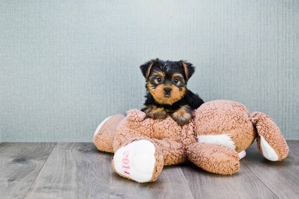 Meet Snickers - our Yorkshire Terrier Puppy Photo 