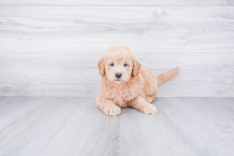 Happy Mini Goldendoodle Baby