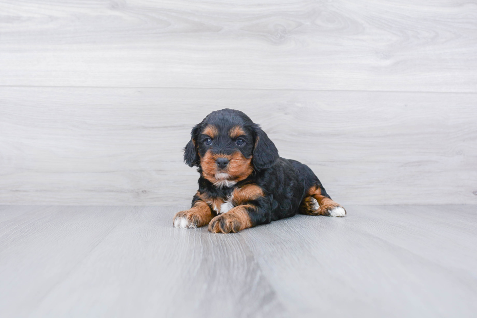 Playful Cavoodle Poodle Mix Puppy