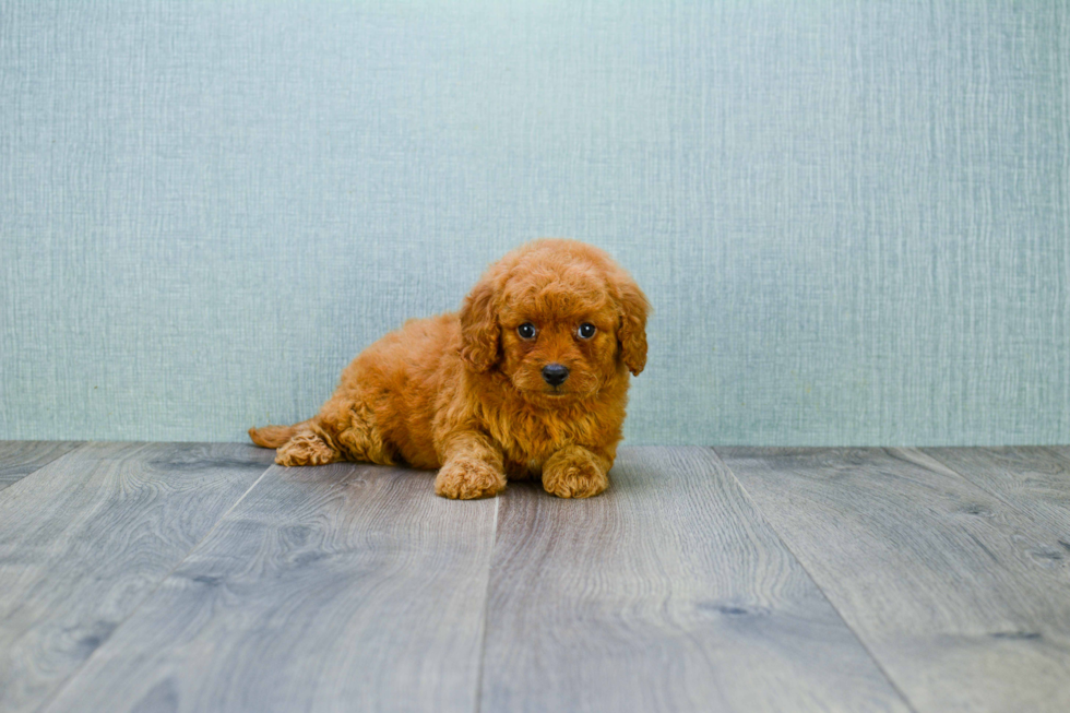 Fluffy Mini Goldendoodle Poodle Mix Pup