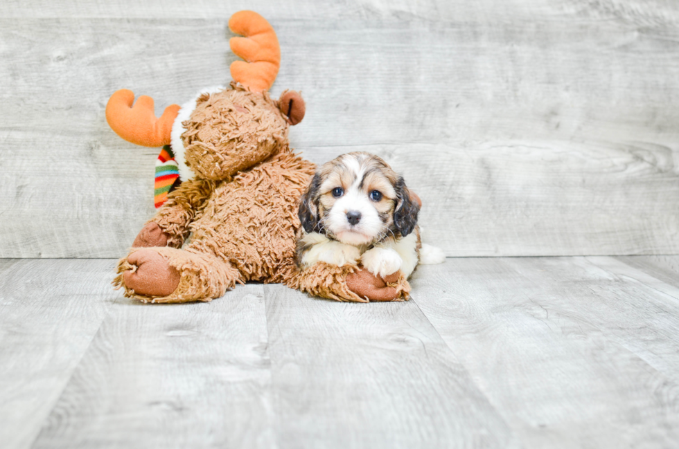 Cavapoo Pup Being Cute