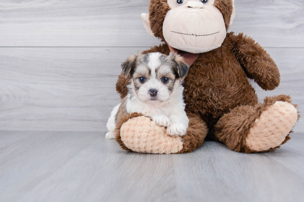 Fluffy Teddy Bear Designer Pup