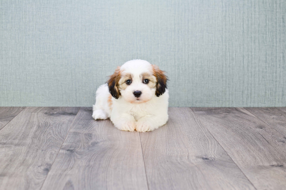 Fluffy Teddy Bear Designer Pup