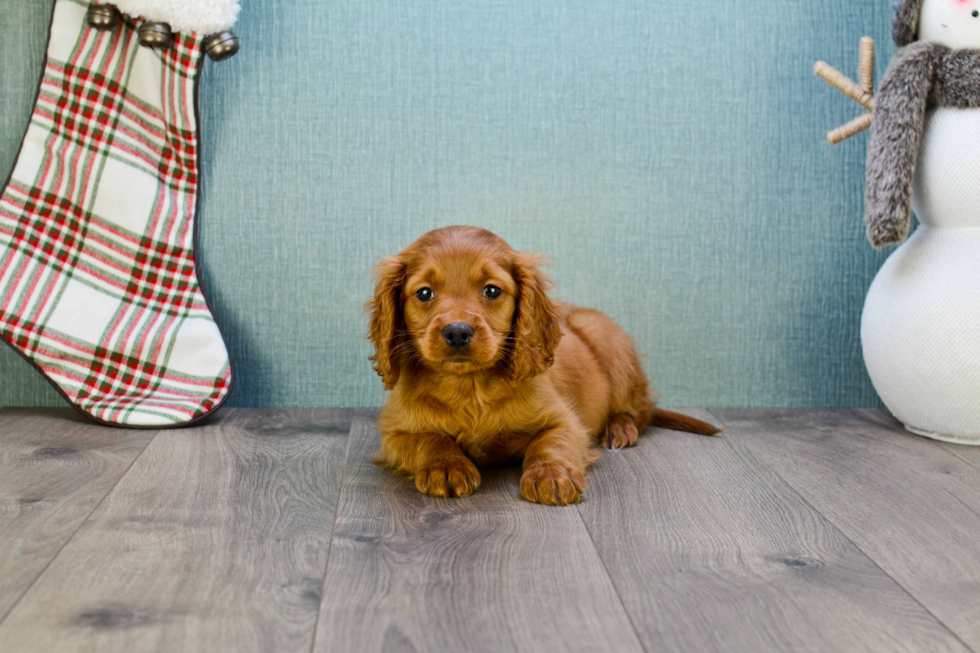 Happy Mini Goldendoodle Baby