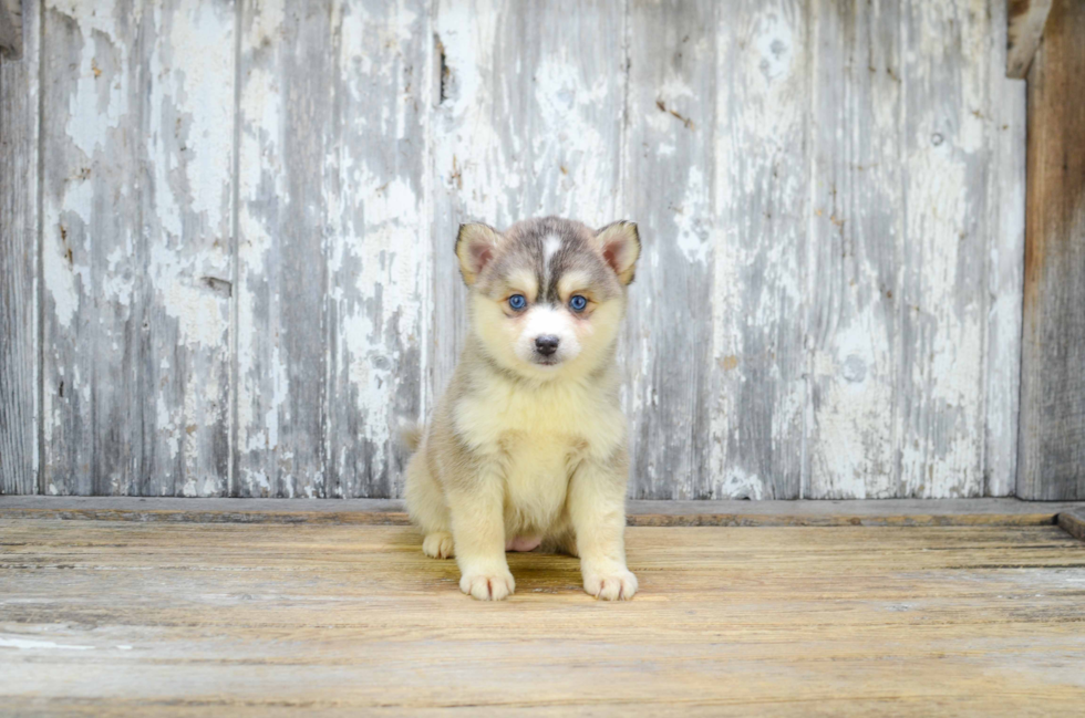 Pomsky Pup Being Cute