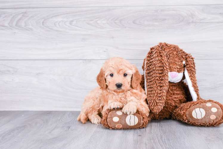 Best Mini Goldendoodle Baby