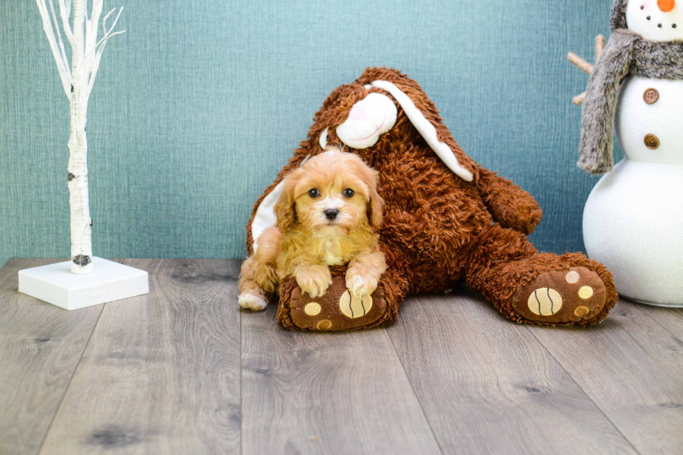 Best Cavapoo Baby