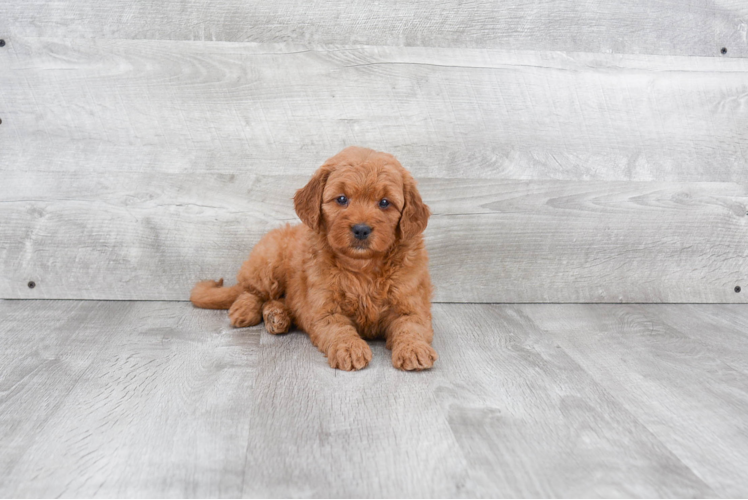 Best Mini Goldendoodle Baby