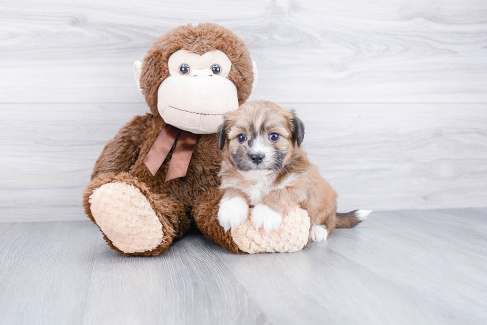 Little Havanese Purebred Pup