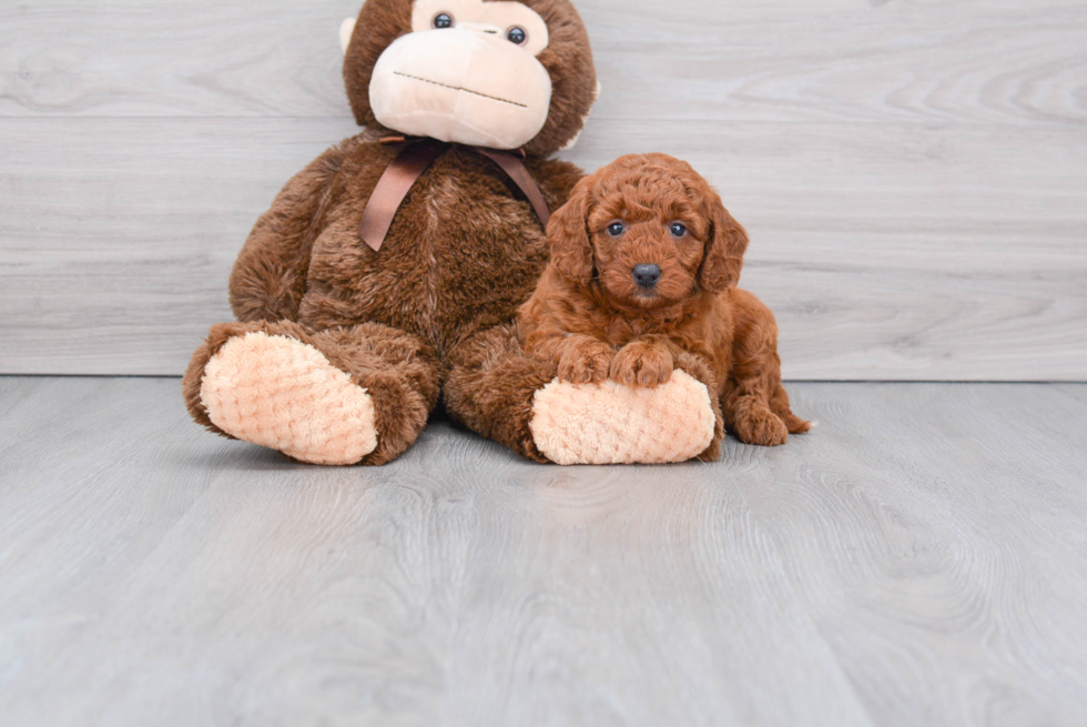 Best Mini Goldendoodle Baby