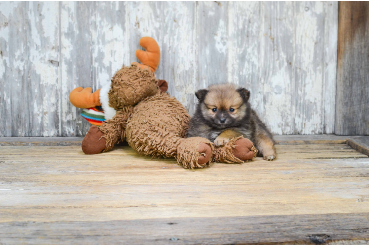 Playful Pomeranian Baby