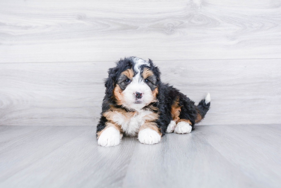 Cute Mini Bernedoodle Baby