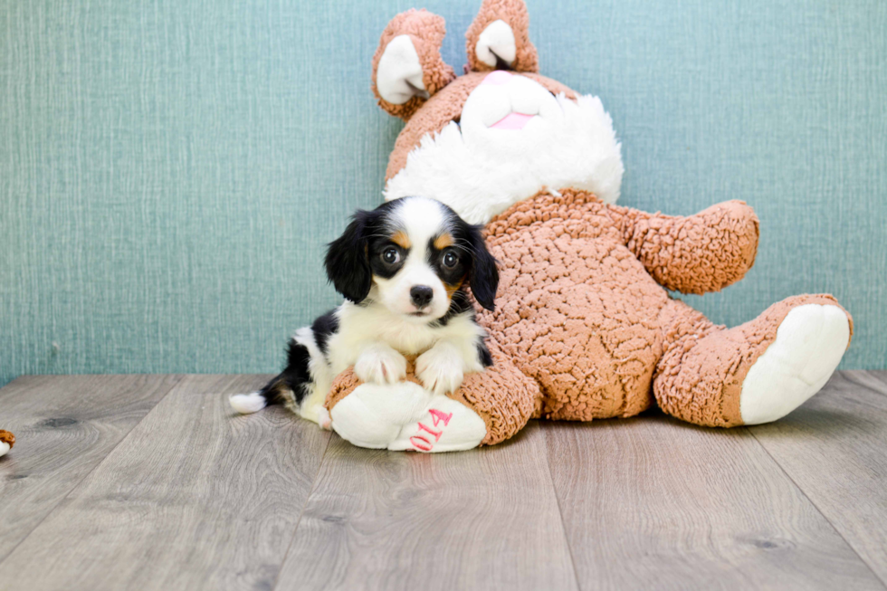 Best Cavachon Baby