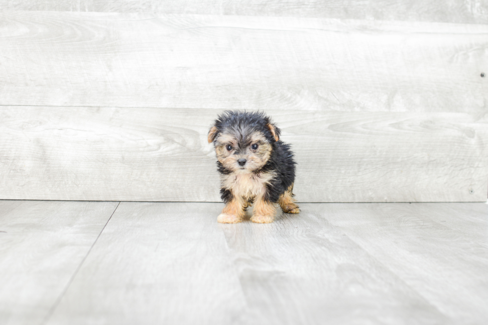 Morkie Pup Being Cute