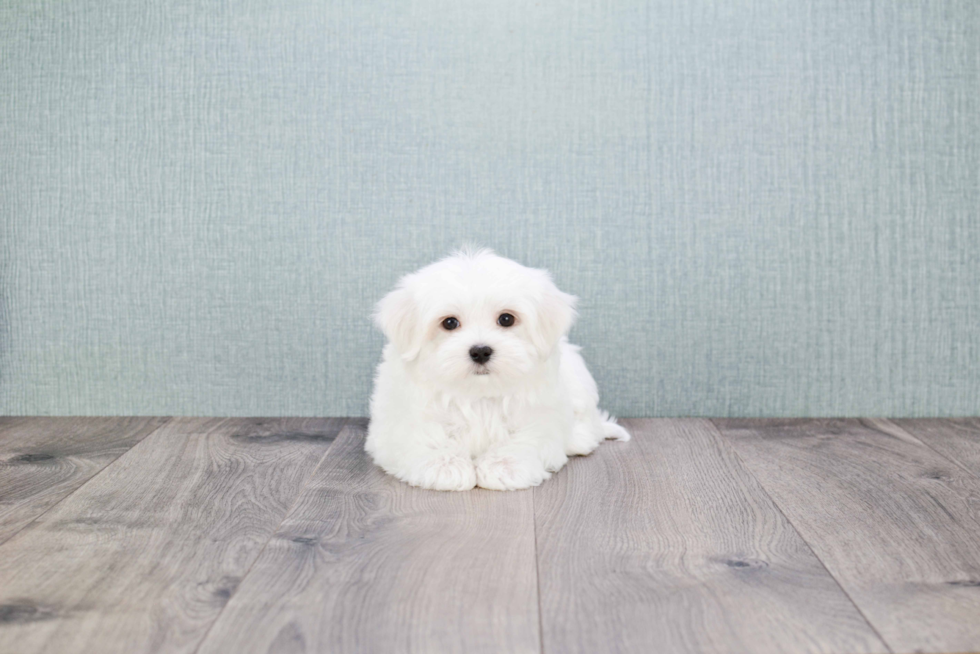 Small Maltese Baby