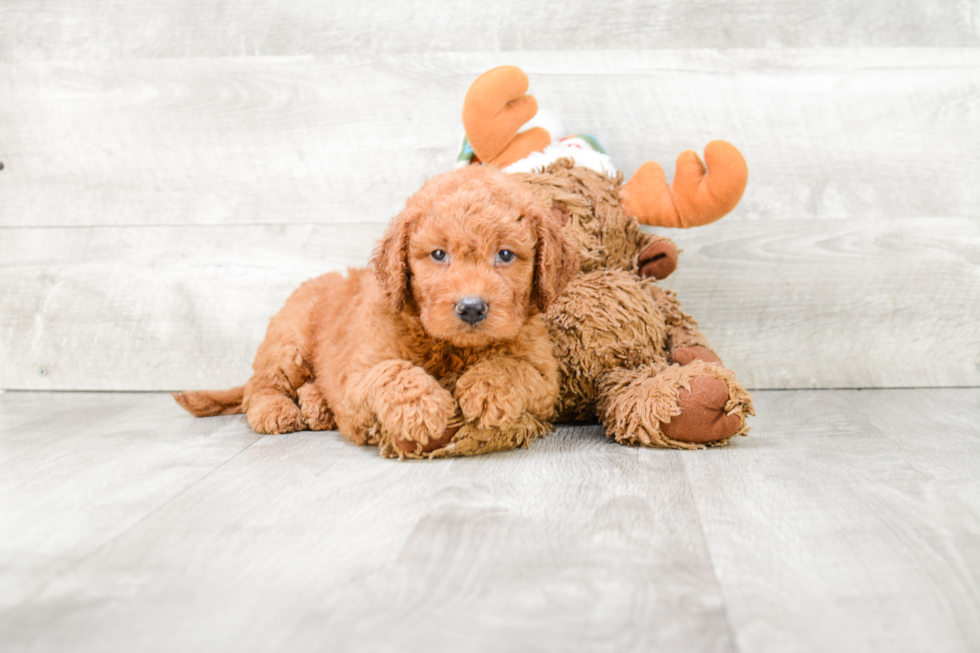 Mini Goldendoodle Puppy for Adoption