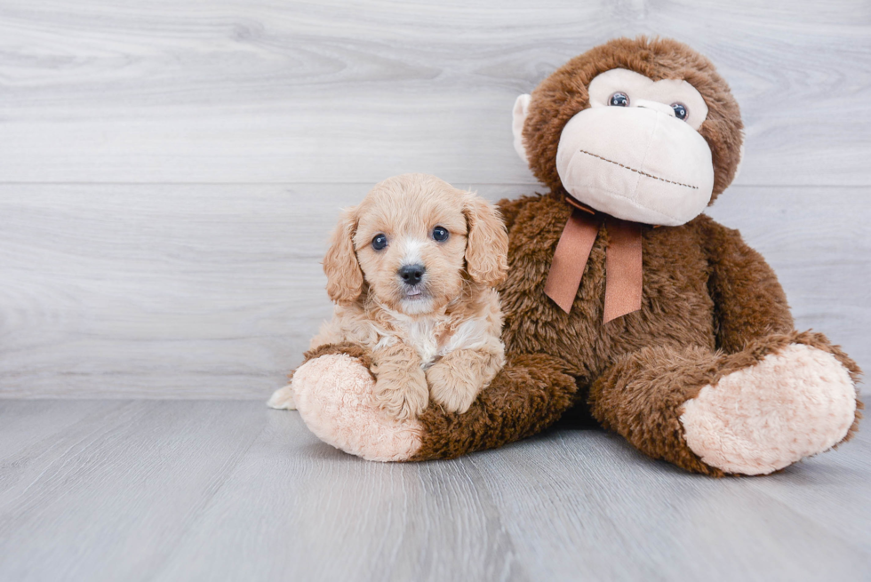 Playful Cavoodle Poodle Mix Puppy