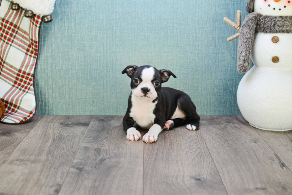 Popular Boston Terrier Baby