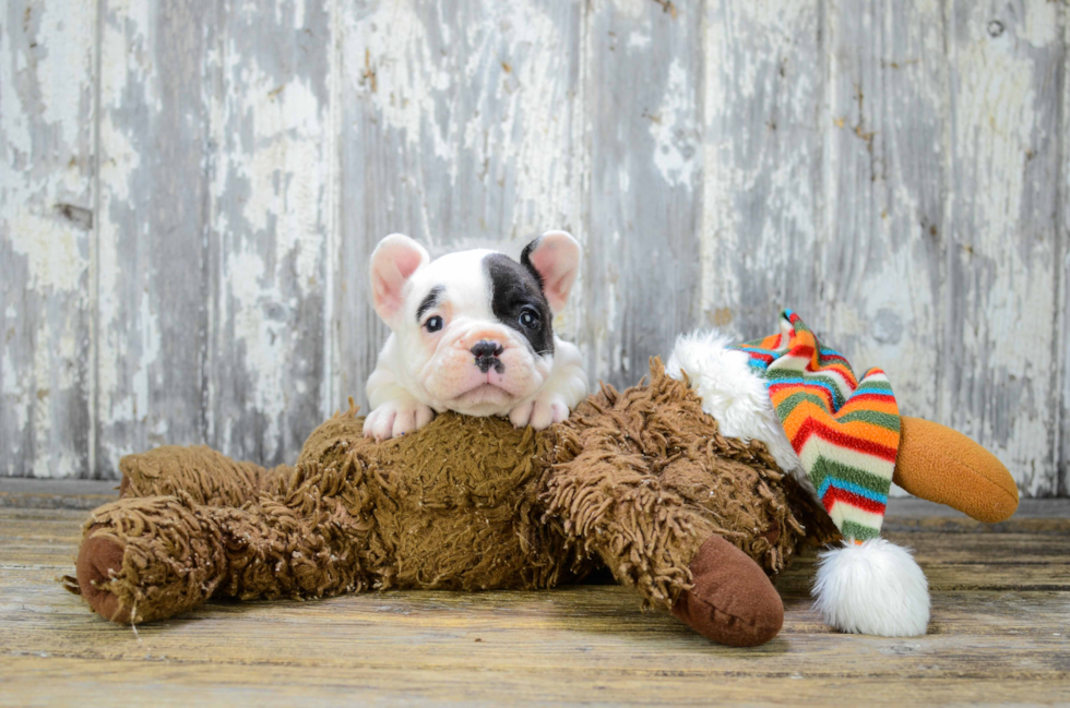 French Bulldog Pup Being Cute