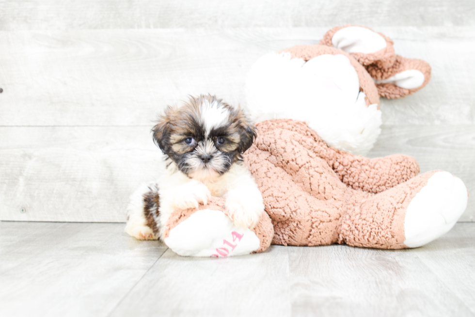 Teddy Bear Pup Being Cute