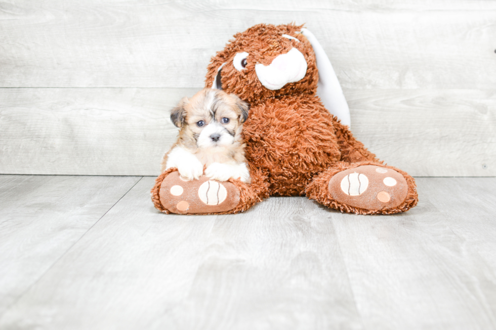 Popular Teddy Bear Designer Pup