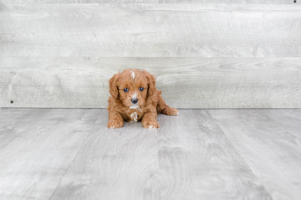 Best Cavapoo Baby