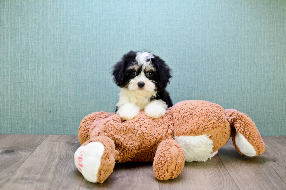 Best Cavachon Baby