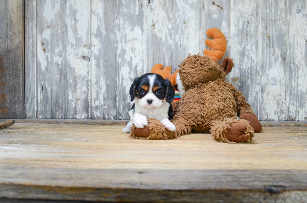 Cavalier King Charles Spaniel Puppy for Adoption