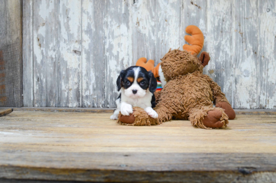 Cavalier King Charles Spaniel Puppy for Adoption