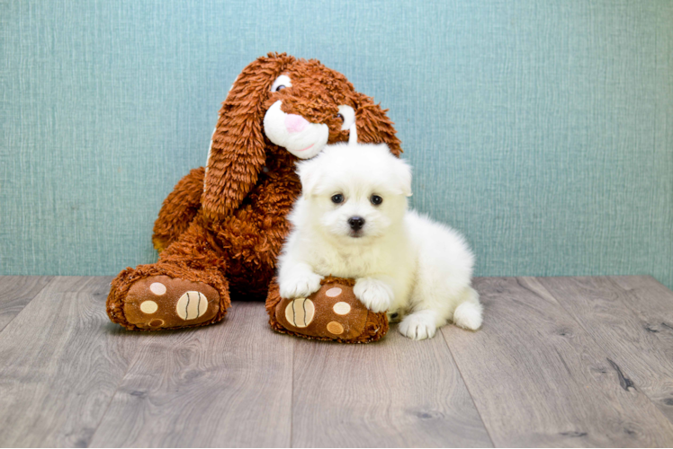 Maltipom Pup Being Cute