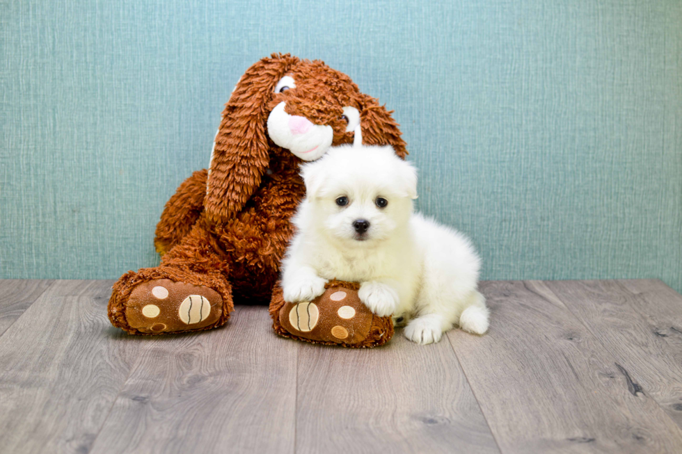 Maltipom Pup Being Cute