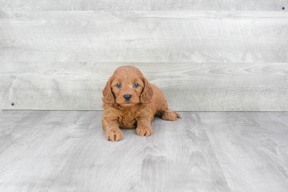 Mini Goldendoodle Pup Being Cute