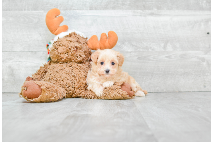 Maltipoo Pup Being Cute