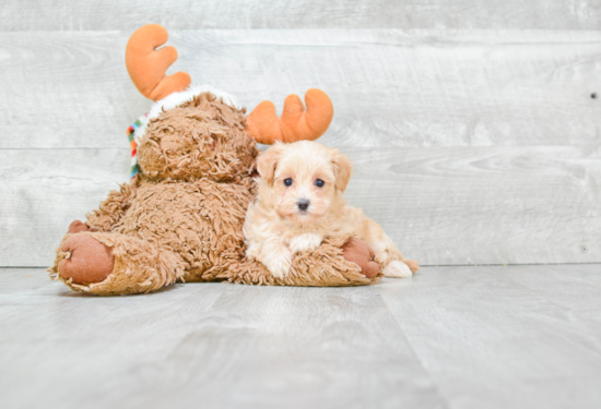 Maltipoo Pup Being Cute