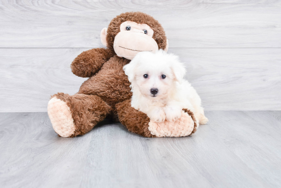 Bichon Frise Pup Being Cute