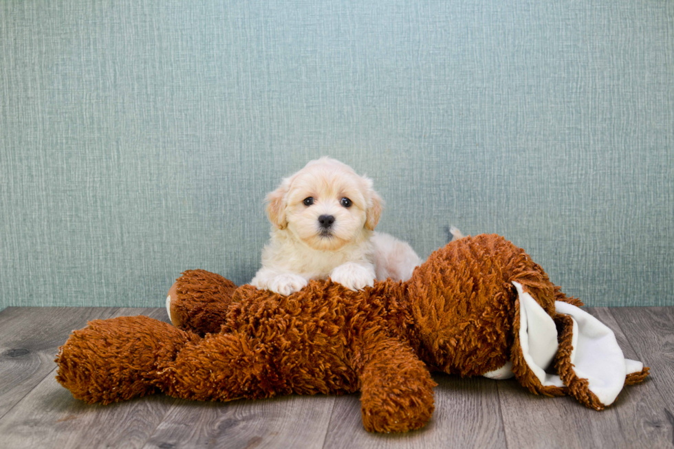 Friendly Maltipoo Baby