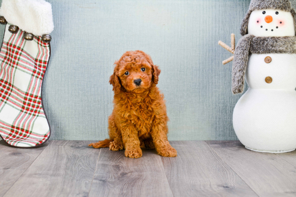 Playful Golden Retriever Poodle Mix Puppy