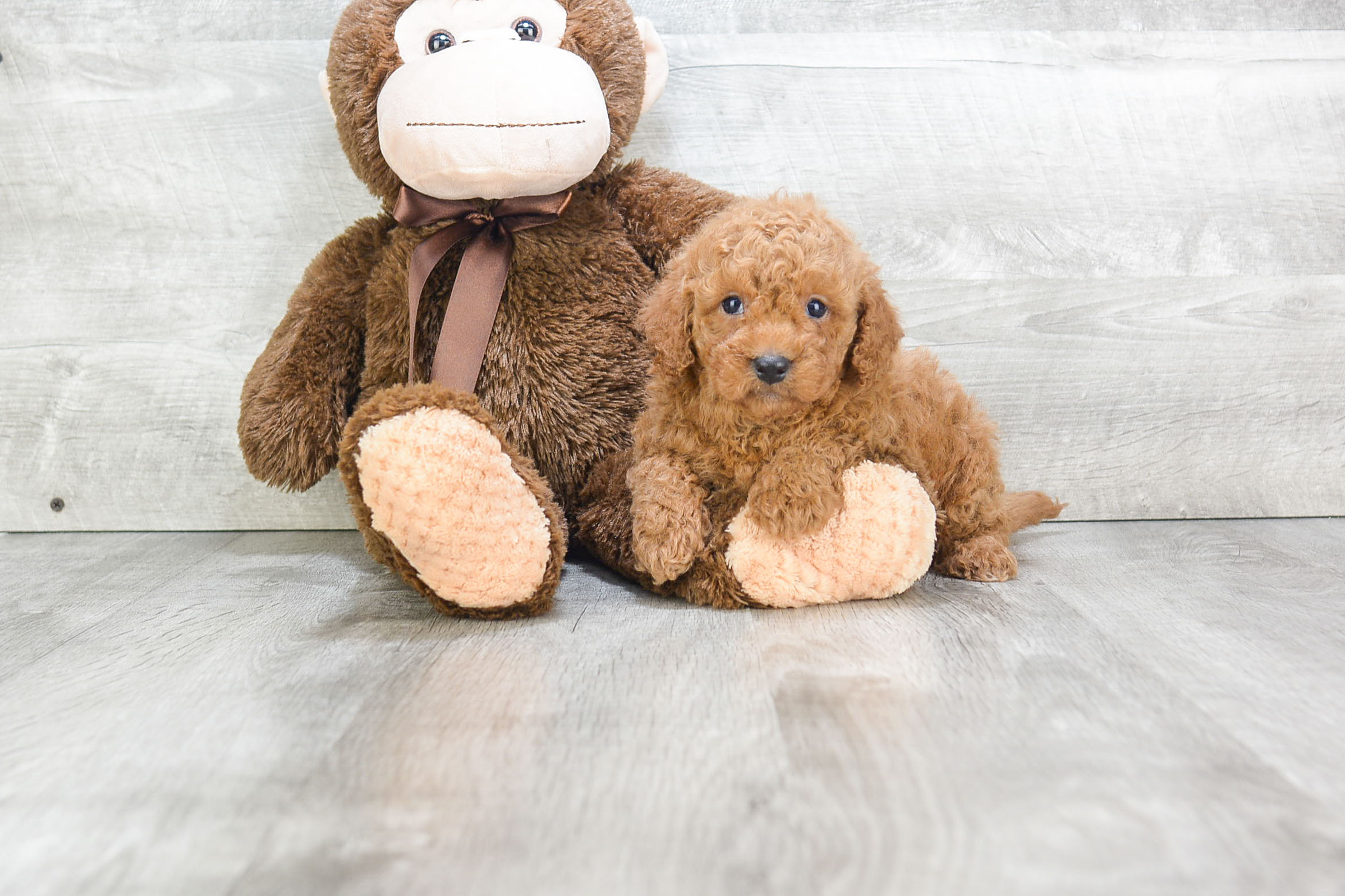 Sweet Mini Goldendoodle Baby