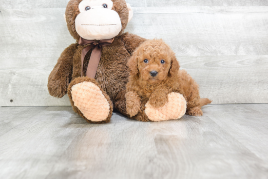 Sweet Mini Goldendoodle Baby