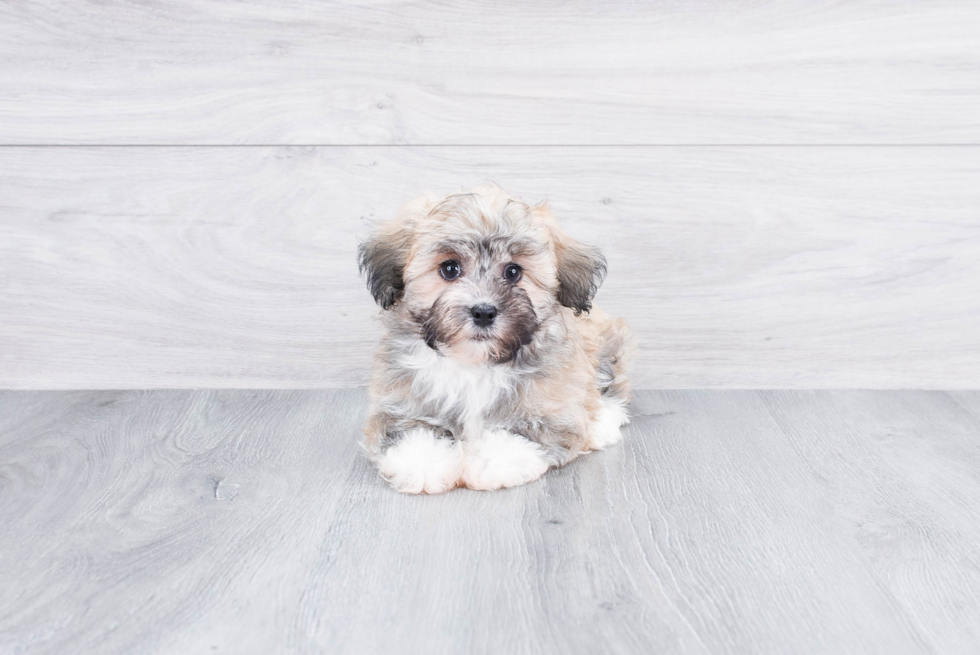 Best Havanese Baby