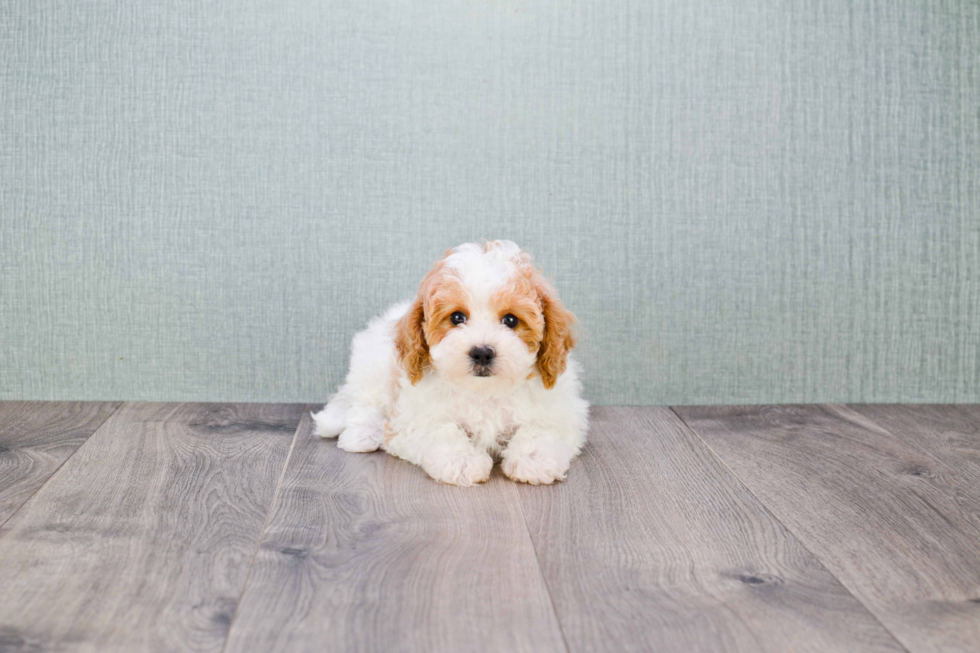 Cavapoo Pup Being Cute