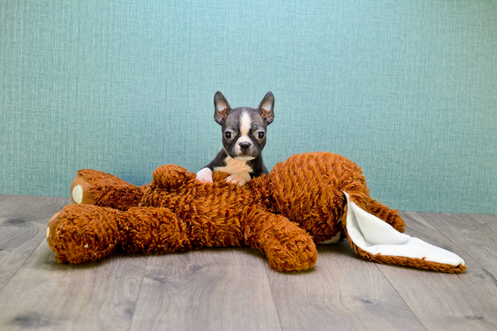 Smart Boston Terrier Purebred Puppy