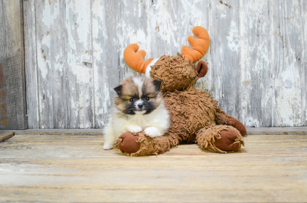 Little Pomeranian Purebred Pup