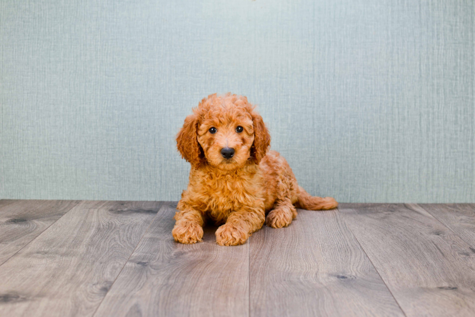 Mini Goldendoodle Puppy for Adoption