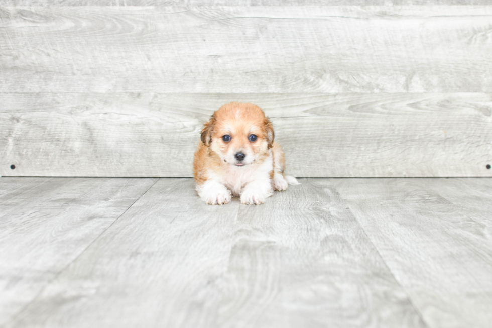 Happy Havanese Purebred Puppy